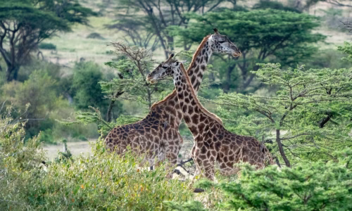 Giraffes