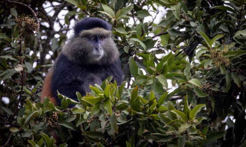Golden Monkey uganda