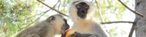 Can Monkeys Swim? A Simple Guide to Monkey Swimming Can Monkeys Swim? A Simple Guide to Monkey Swimming