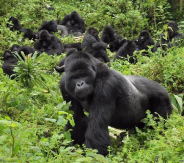 Affordable Gorilla Habituation Tours: How to Experience