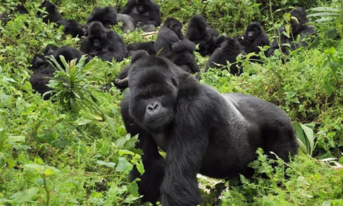 Gorilla Trekking Adventure