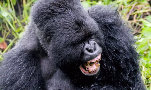 Gorilla Trekking Experience