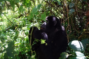 Bwindi Gorilla Trekking Cost Calculator: How to Estimate