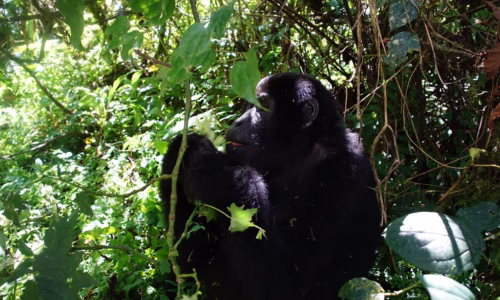 Gorilla trekking Bwindi Forest