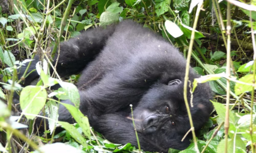 Gorillas
