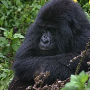 Affordable Gorilla Habituation Tours: How to Experience Affordable Gorilla Habituation Tours: How to Experience