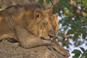 Book Uganda Safari and Gorilla Trekking Combo: Book Uganda Safari and Gorilla Trekking Combo: