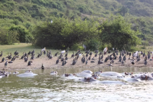 The Complete Uganda Travel Guide 2026: