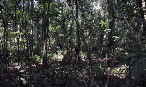 Kibale Forest National Park.