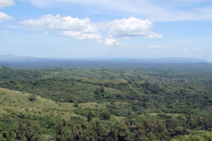 Luxury Primate Safari Uganda: The Top Rated High-End Gorilla Luxury Primate Safari Uganda: The Top Rated High-End Gorilla