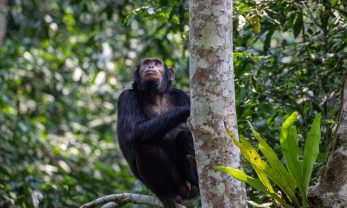 Kibale National Park.