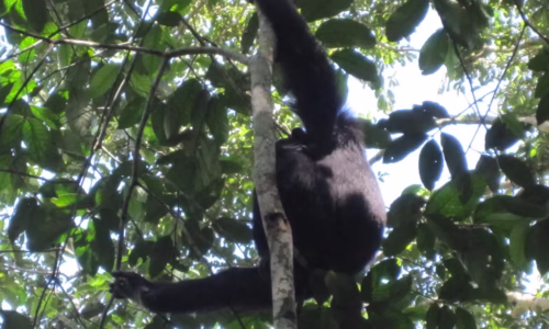 Kibale National Park.2