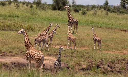 Kidepo Valley National Park