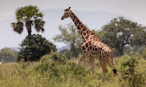 Kidepo Valley National Park