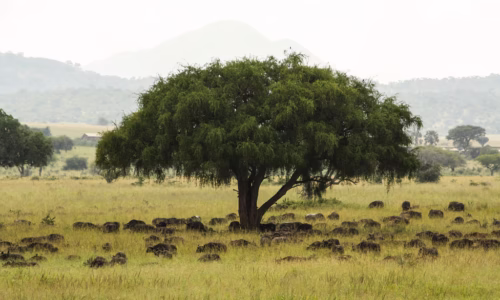 Kidepo Valley4