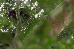 Kyambura Gorge Chimpanzee Trekking Cost: Complete Guide Kyambura Gorge Chimpanzee Trekking Cost: Complete Guide