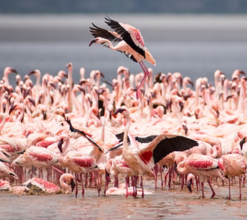 Tanzania Will Change How You See Africa Forever on one visit