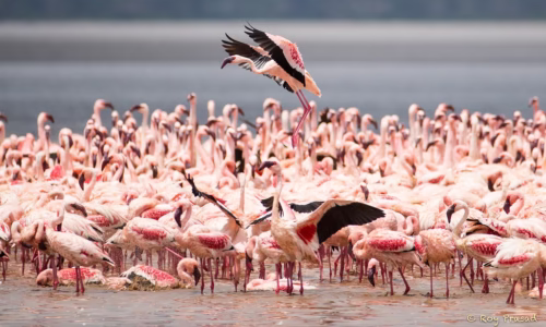 Lake Bogoria
