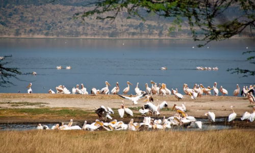 Lake Bogoria