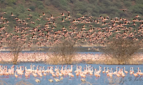 Lake Bogoria