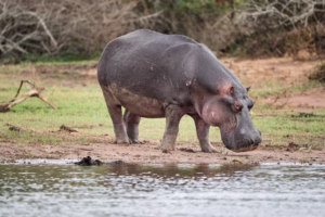 What Do Hippos Eat? The Unexpected Diet and Feeding What Do Hippos Eat? The Unexpected Diet and Feeding