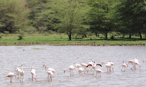 Lake Manyara National Park2