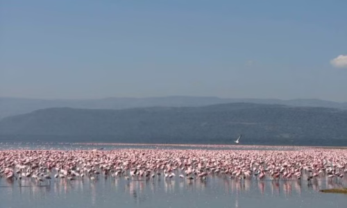 serengeti bird watching