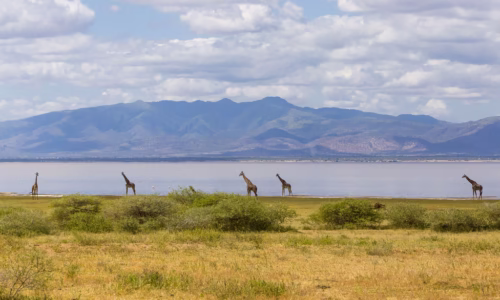 Lake Manyara National Park