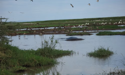 Lake Manyara game drives