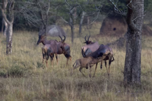 Lake Mburo Horseback Safari Booking: The Conclusive Guide Lake Mburo Horseback Safari Booking: The Conclusive Guide