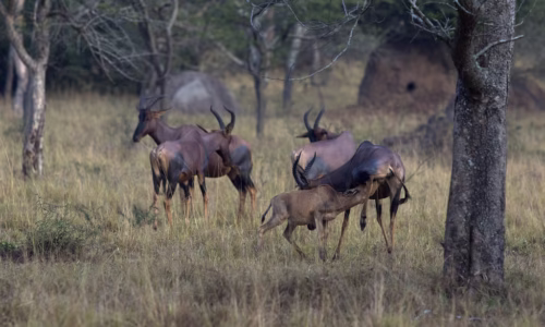 Lake Mburo NP