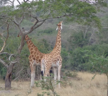 Lake Mburo Safari Cost: Complete 2026 Guide to Budget