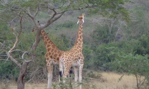 Lake Mburo National Park_files