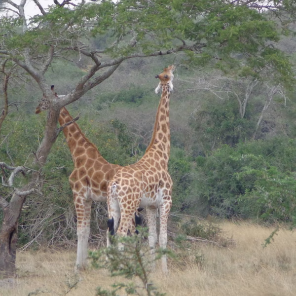Lake Mburo Safari Cost: Complete 2026 Guide to Budget