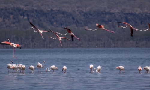 Lake Nakuru