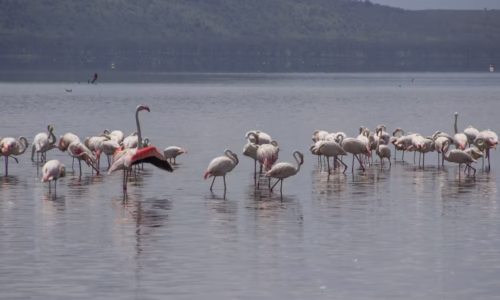 Lake Nakuru Bird Watching