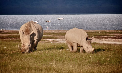 Lake Nakuru big animal species