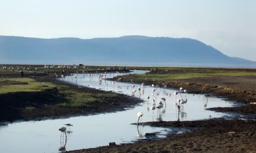 Lake Nakuru flow