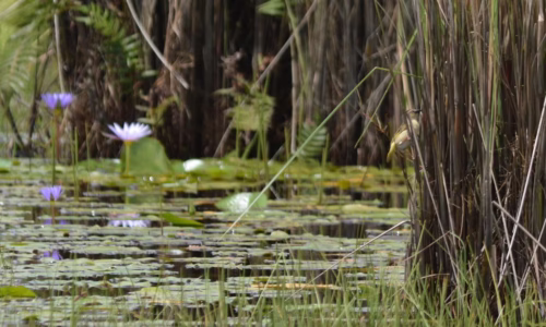 Mabamba Swamp