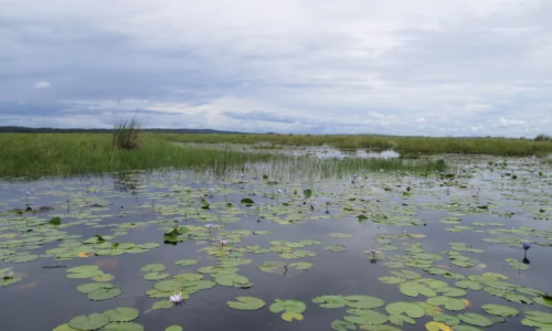 Mabamba swamp