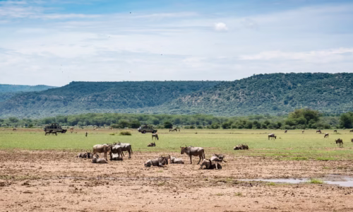 Manyara