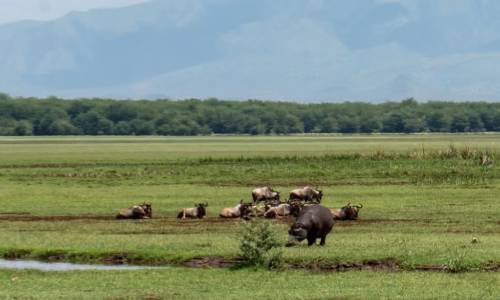 Manyara2