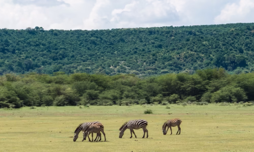 Manyara6