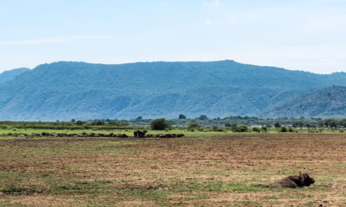 Manyara8
