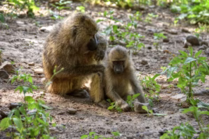 Baboons: The Monkeys with the Scarlet Booties in the wild Baboons: The Monkeys with the Scarlet Booties in the wild