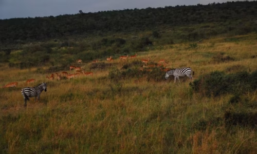 Masai Mara