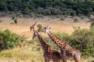 Luxury Masai Mara Safari Packages: The Ultimate Guide