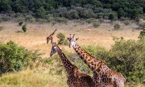 Masai Mara National Reserve