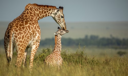 Masai Mara National Reserve2