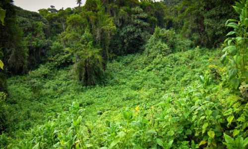 Mount Karisimbi